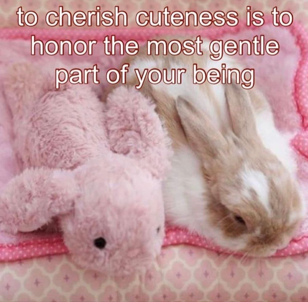 to cherish cuteness is to honor the most gentle part of your being a plush rabbit next to a real one 
