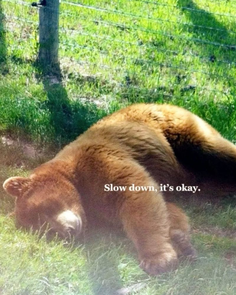 “slow down, it’s okay” over a sleepy bear