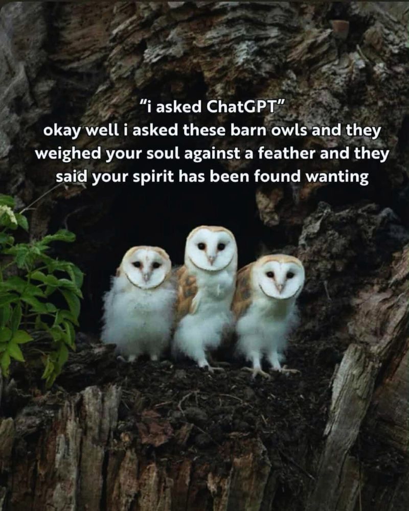 i asked chat gpt
okay well i asked these barn owls and they weighed your soul against a feather and they said your spirit has been found wanting 