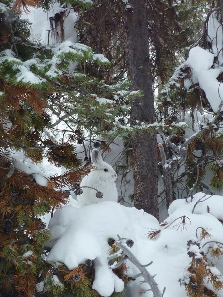 a white-furred bunny next to a tree in the snow