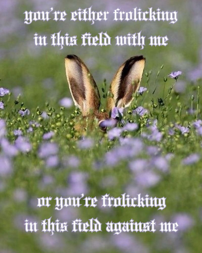 a bunny in a field of purple flowers “you’re either frolicking in this field with me or you’re frolicking in this field against me”