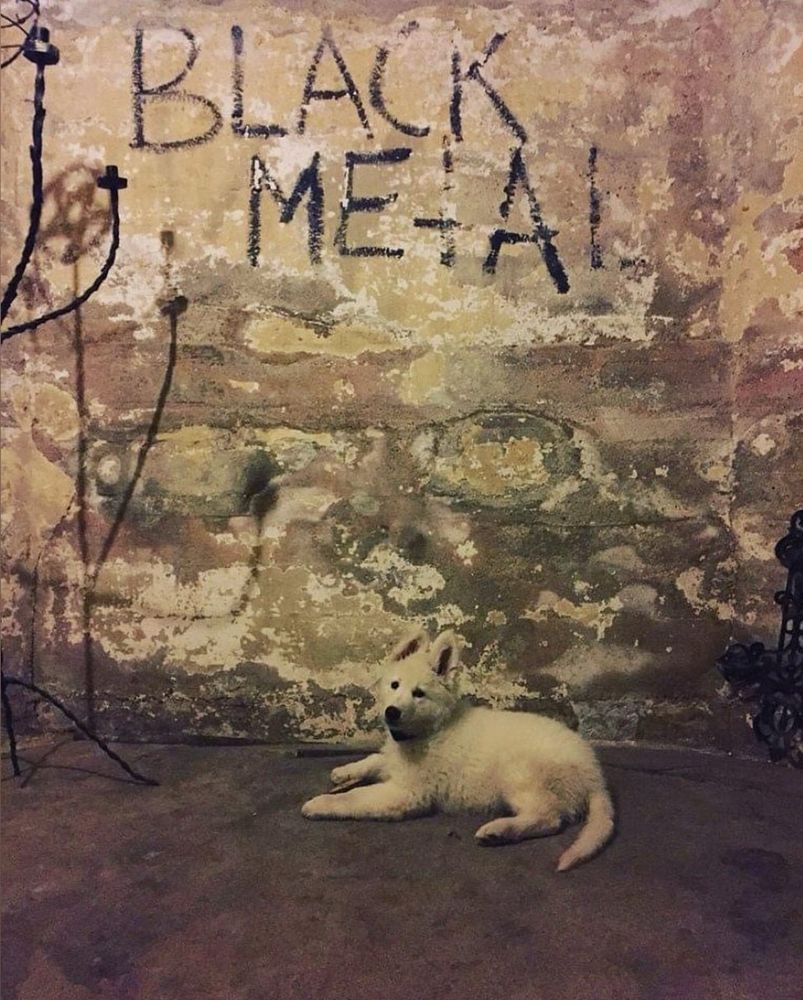 puppy in front of the neseblod black metal wall