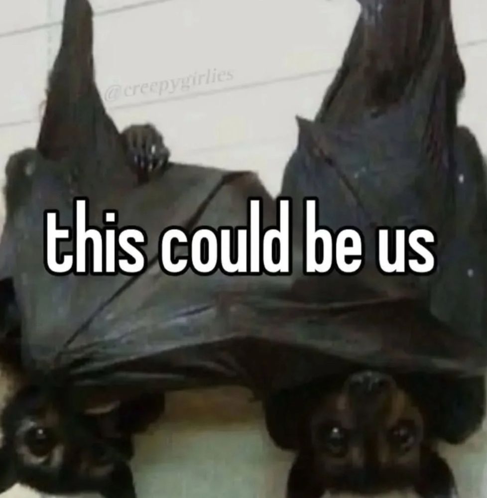 two bats, “this could be us”