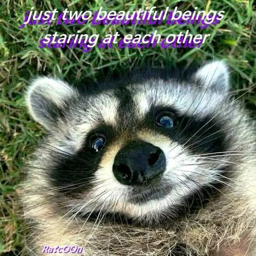 just two beautiful beings staring at each other  