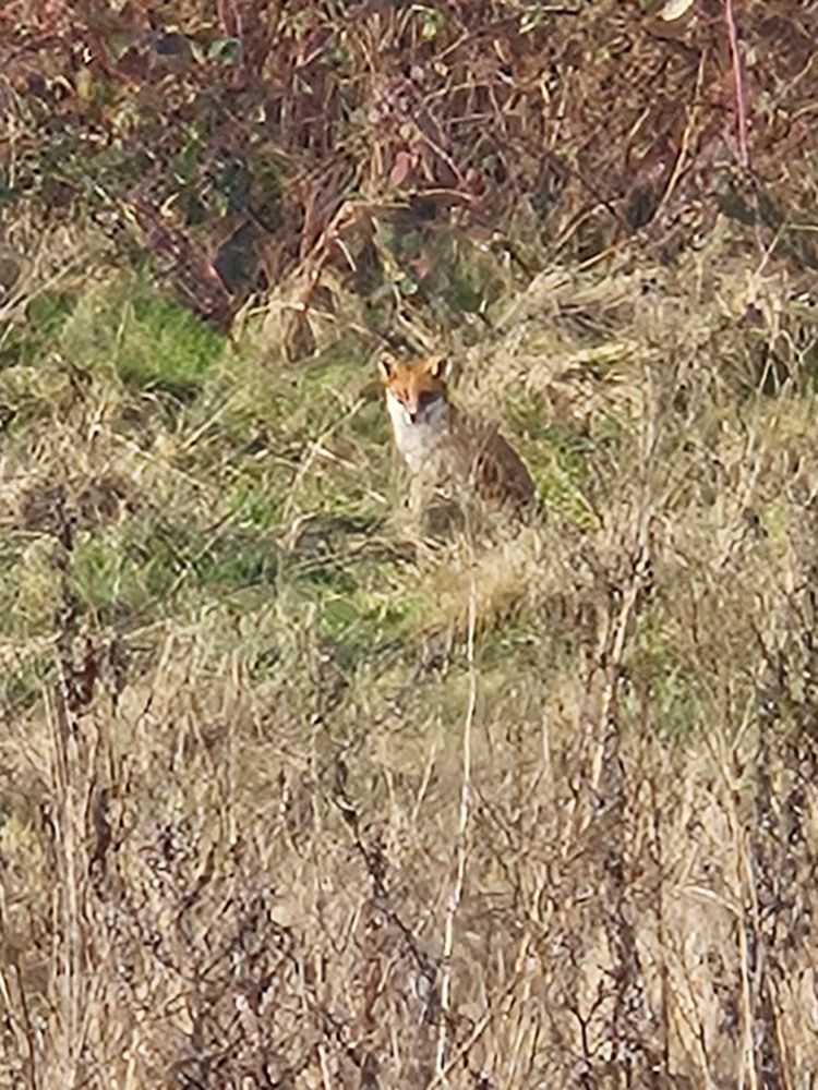 A fox among the grass and scrub. 