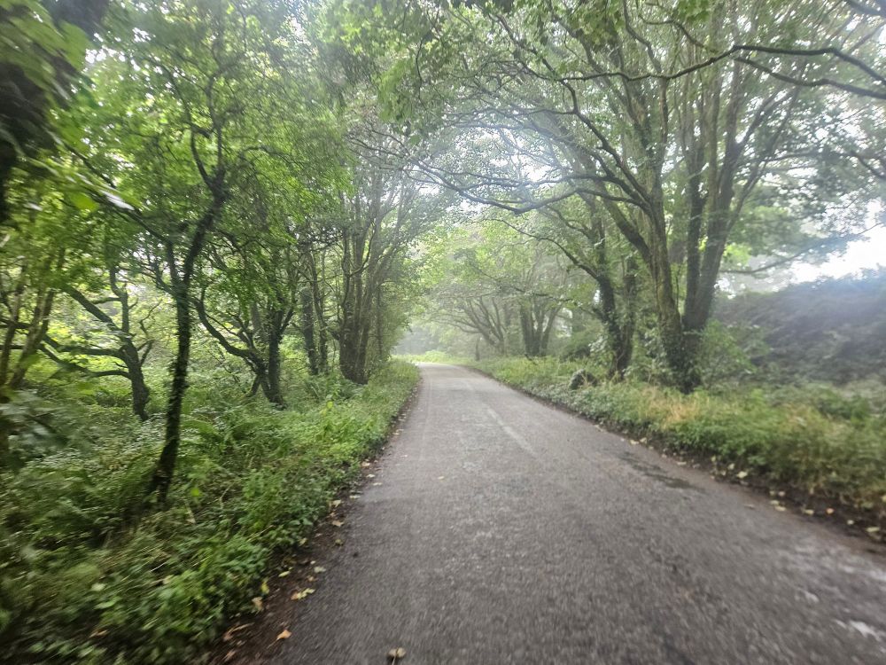 Woodland both sides of the road forming a canopy