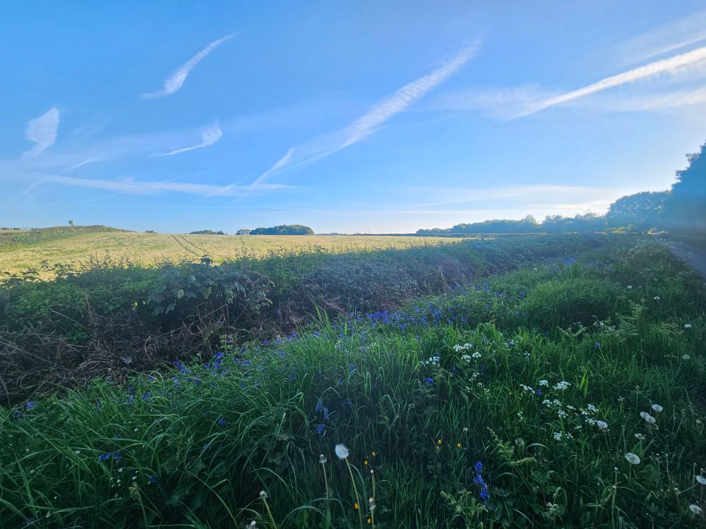 Blue sky with contrails, hedges in the foreground in the shade, fields in the distance in sunshine