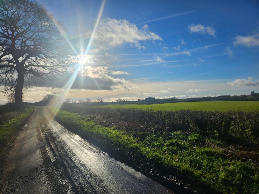 A large oak in silhouette, sun and clouds and a blue sky above a green field 