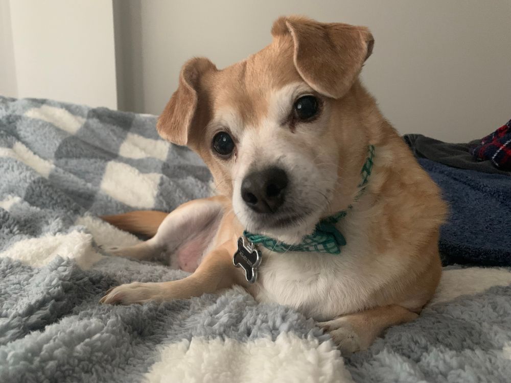 it’s.. you guessed it! max! this time lying on a bed