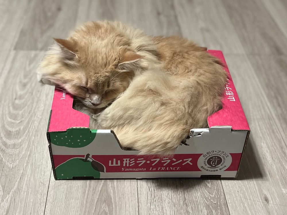 A fluffy cat is sleeping rolled up in a cardboard box just big enough to make it a sung fit.