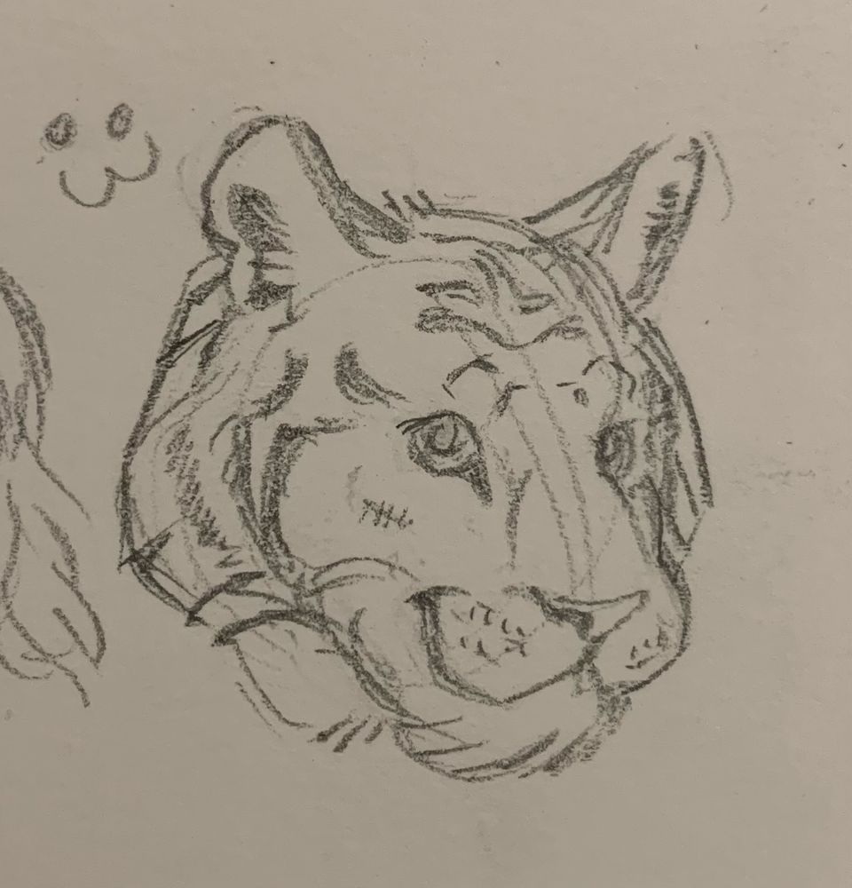 a small graphite sketch of a tiger head making a cute kitty face