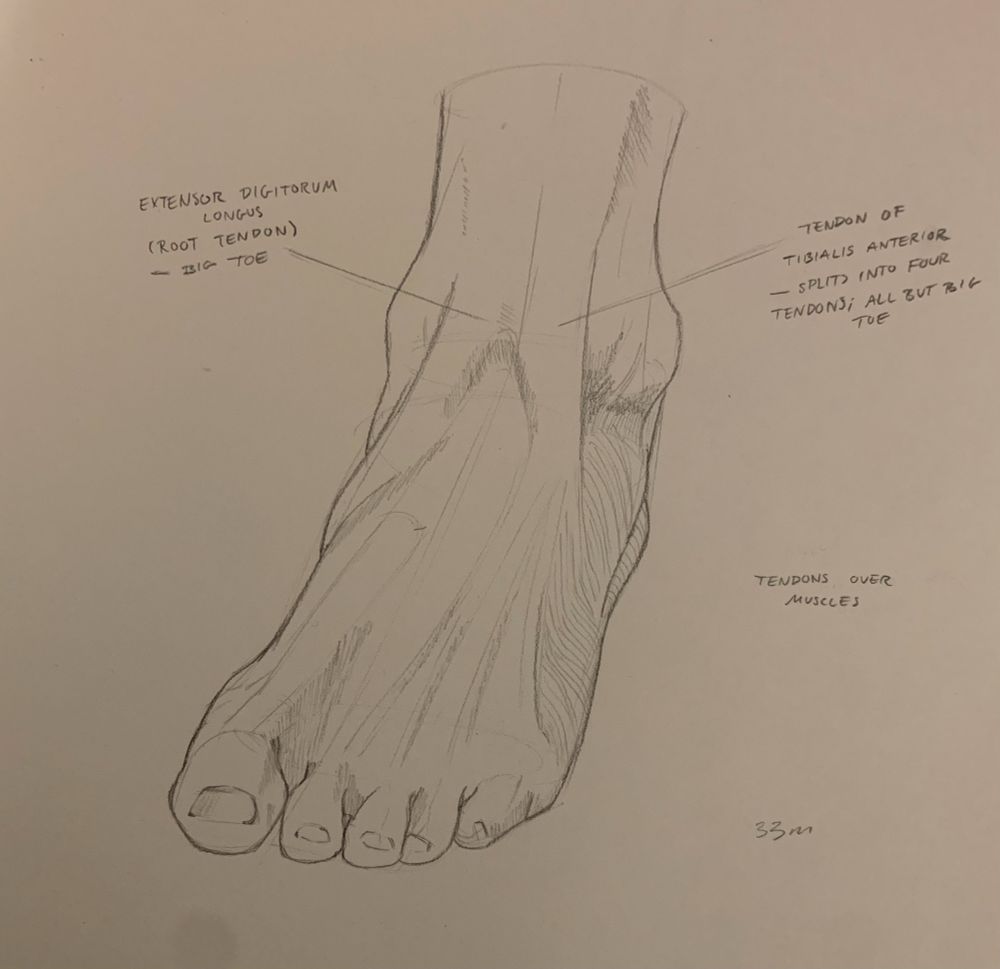 a graphite study of a foot