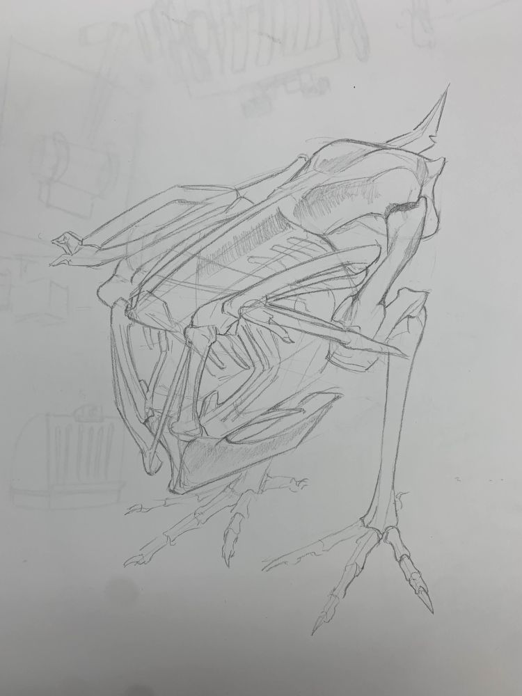 a pencil sketch of a partial chicken skeleton. its body and legs are present but neck and skull are missing