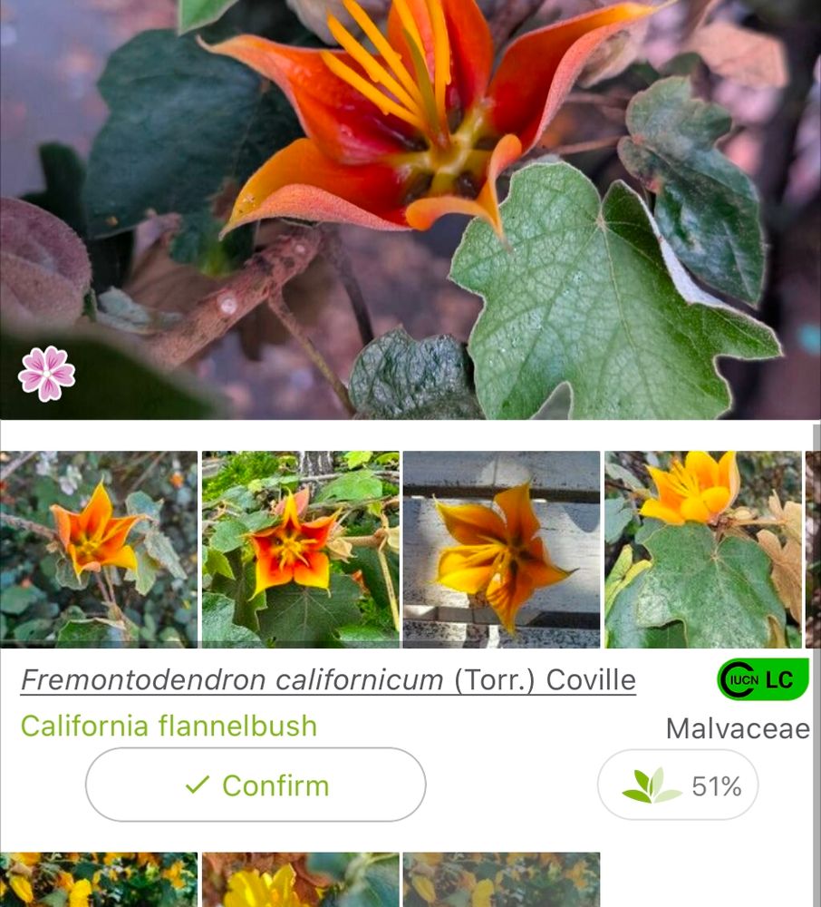 Images of a California Flannelbush, a bright orange and yellow flower