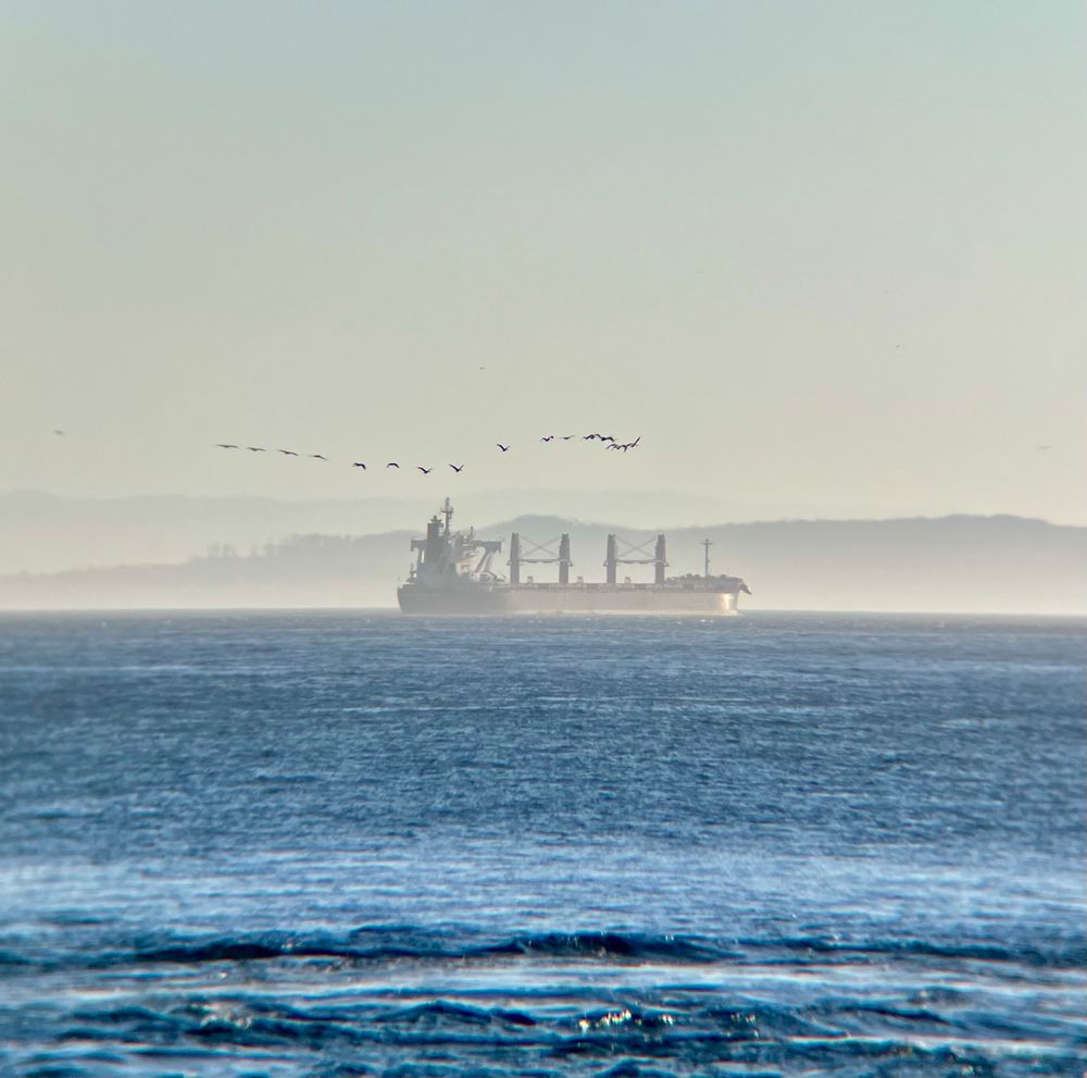 Flock of pelicans flying over open water.  Boat in distance 