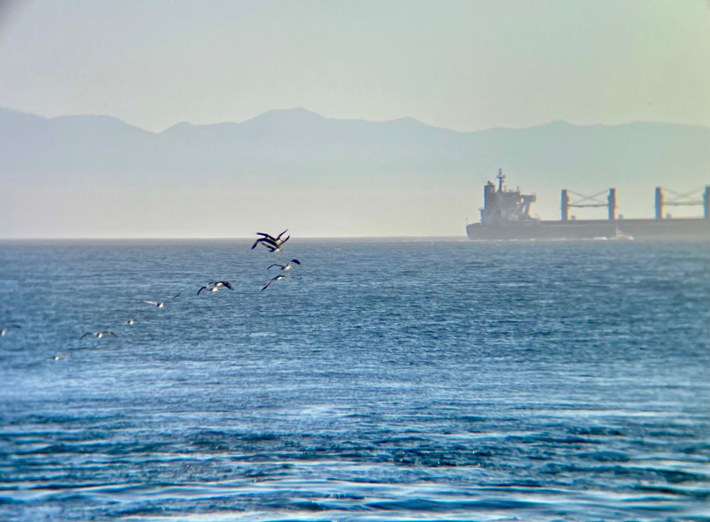 Flock of pelicans flying over open water.  Boat in distance 