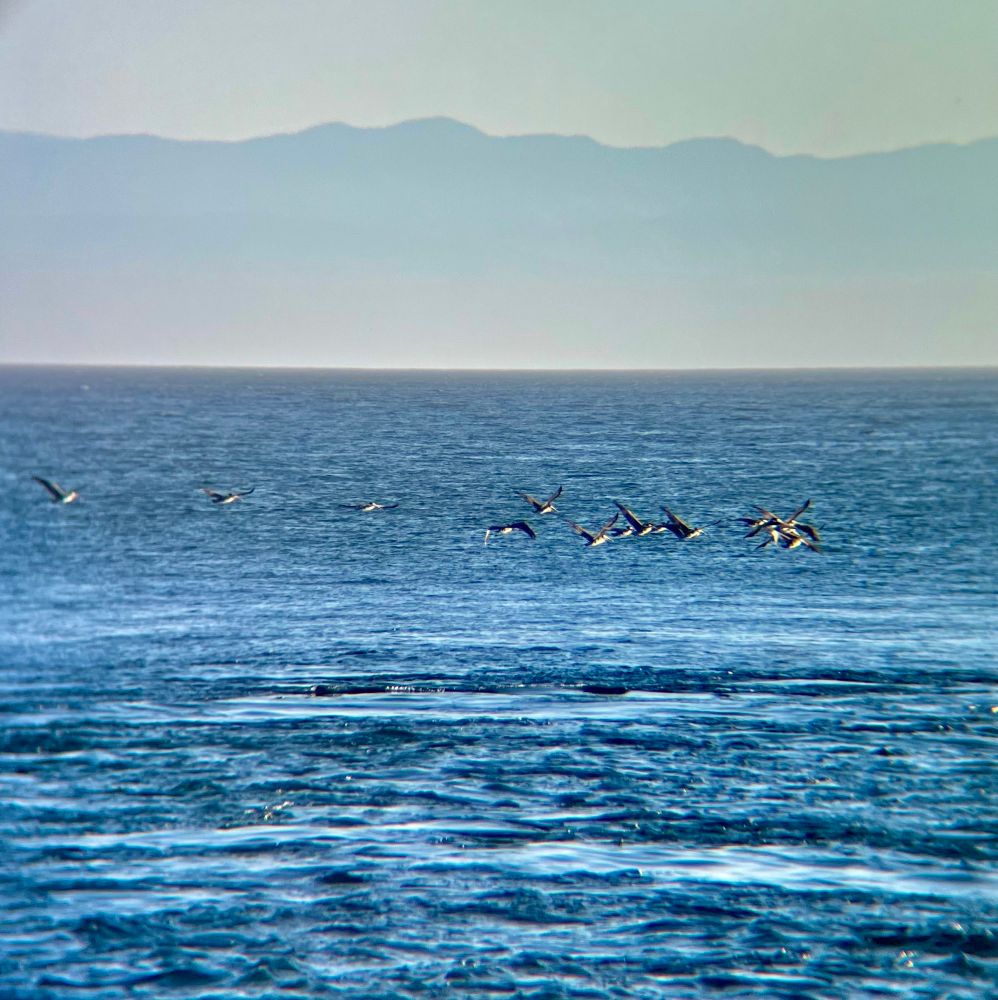 Flock of pelicans flying over open water. Mountains in distance