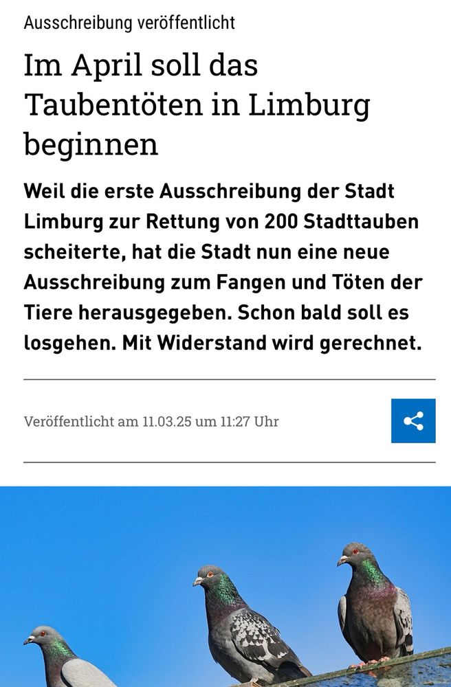 Ausschreibung veröffentlicht
Im April soll das Taubentöten in Limburg beginnen
Weil die erste Ausschreibung der Stadt Limburg zur Rettung von 200 Stadttauben scheiterte, hat die Stadt nun eine neue Ausschreibung zum Fangen und Töten der Tiere herausgegeben. Schon bald soll es losgehen. Mit Widerstand wird gerechnet.
Veröffentlicht am 11.03.25 um 11:27 Uhr