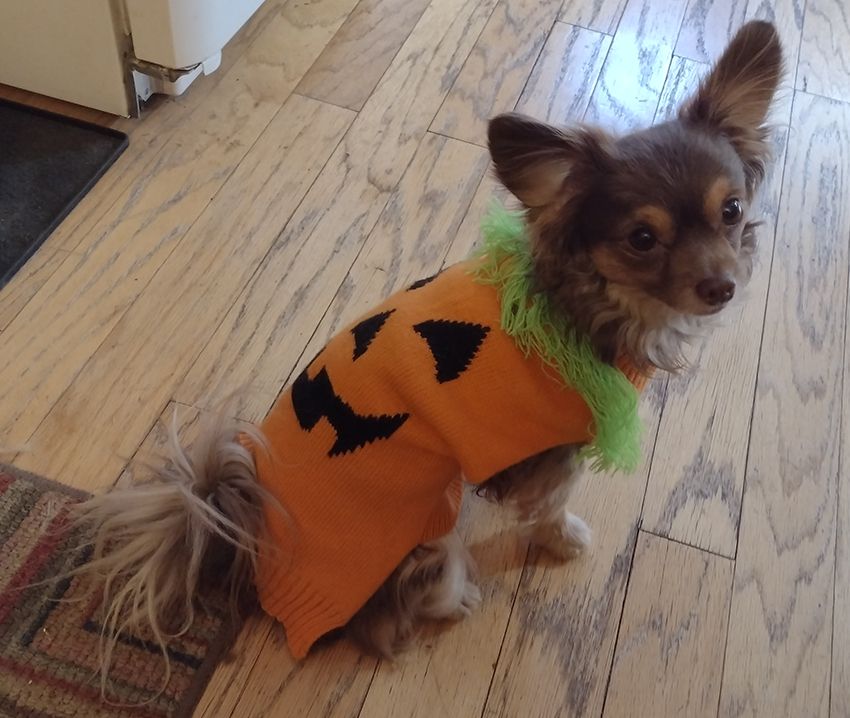 A very small, floofy dog dressed in a Halloween costume where he looks kind of like a pumpkin