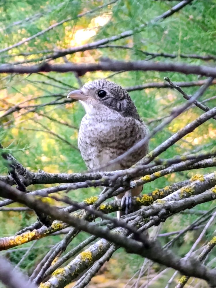 Photo of juvenile shrike