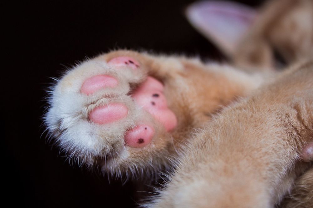 Why do cats have different numbers of digits on their front and back paws?