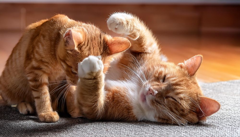 Why Do Cats Knead? Understanding This Common Feline Behavior