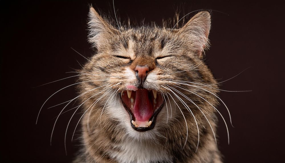 Why Do Cats Purr: Scientific and Emotional Reasons