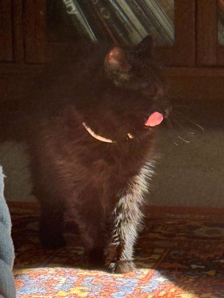 my fuzzy black cat, partially illuminated by sun, her entire tongue out and licking her lips 