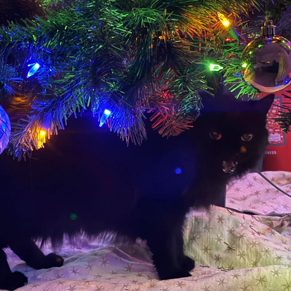 My black cat standing under my christmas tree. She is yelling 