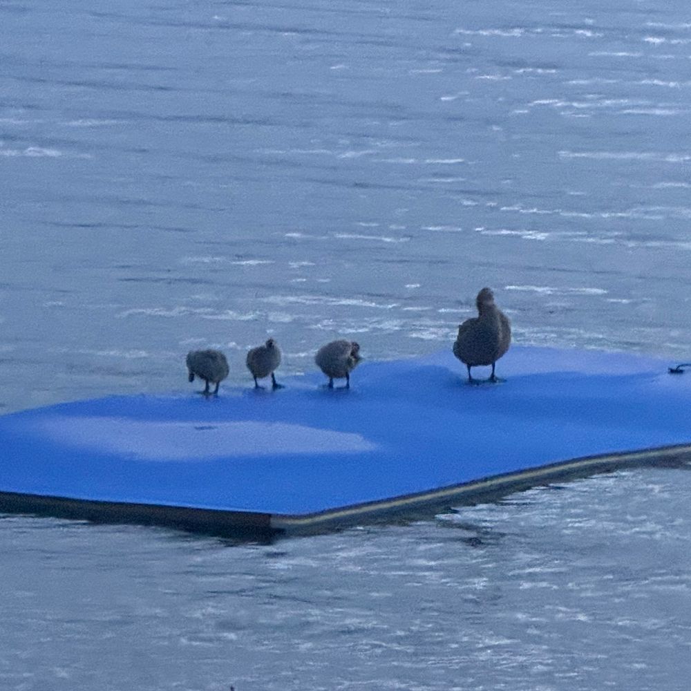 A family of ducks (mommy and 3 teenaged goslings) preening on a blue foam mat floating in the lake 