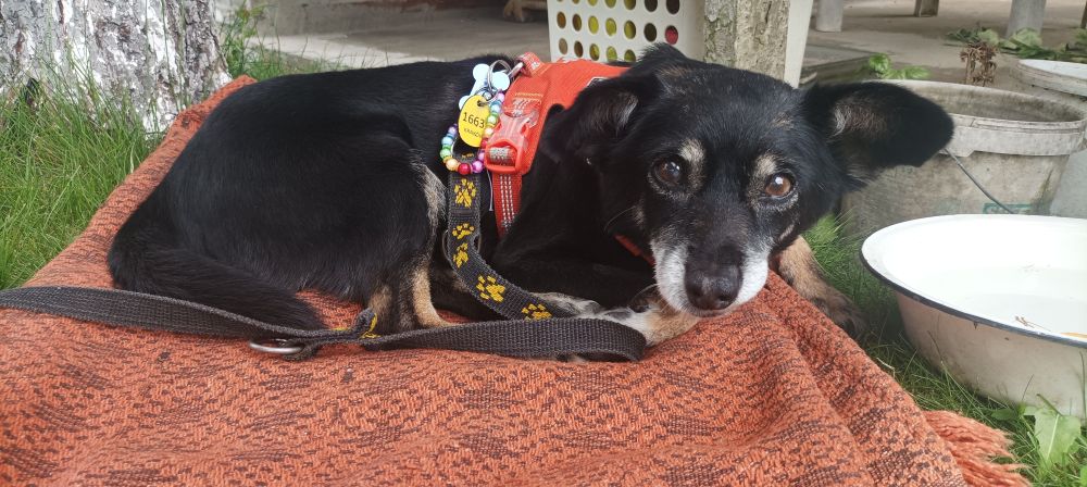 My old dog, relaxing on a blanket.