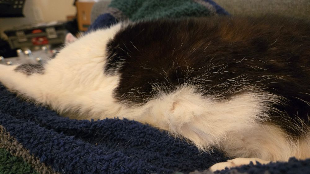 Black and white cat presenting belly, head hanging out of sight of the camera as he snoozes.