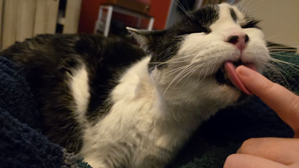 Black and white old man kitty laying on my lap and licking my pinkie finger. Tongue is fully out and eyes are closed.