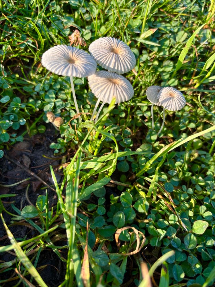 very small white mushrooms in a tangle of green grass, cleveland OH