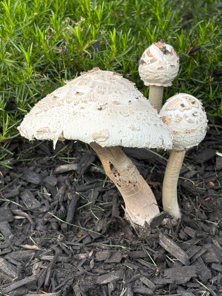 a trio of large white mushrooms has pushed their way up through the dark mulch, cleveland OH
