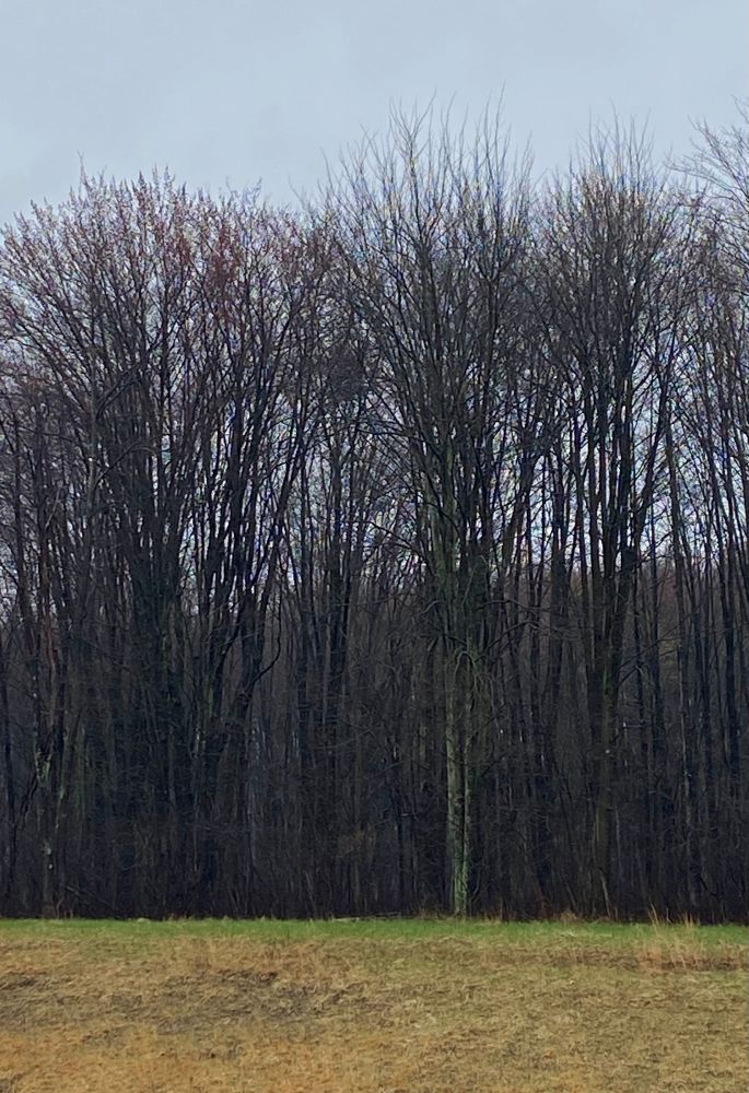 a line of bare trees and wet muddy field, Brunswick, OH