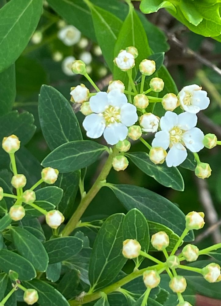 close-up of small white flowers and buds against dark green foliage, cleveland OH