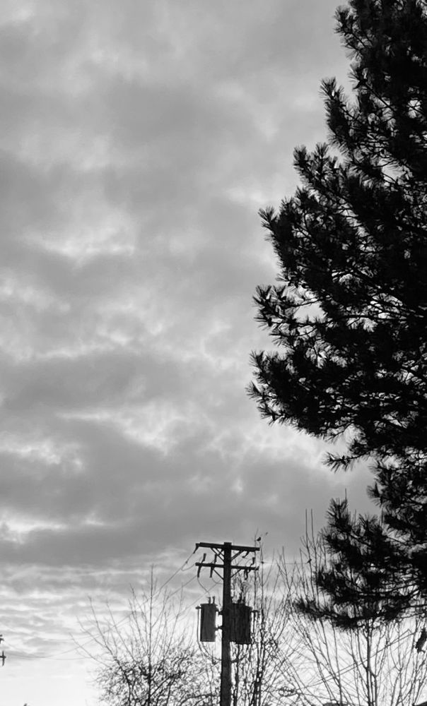 black & white photo of a utility pole and tree silhouetted against cloudy sunset sky,  cleveland, OH