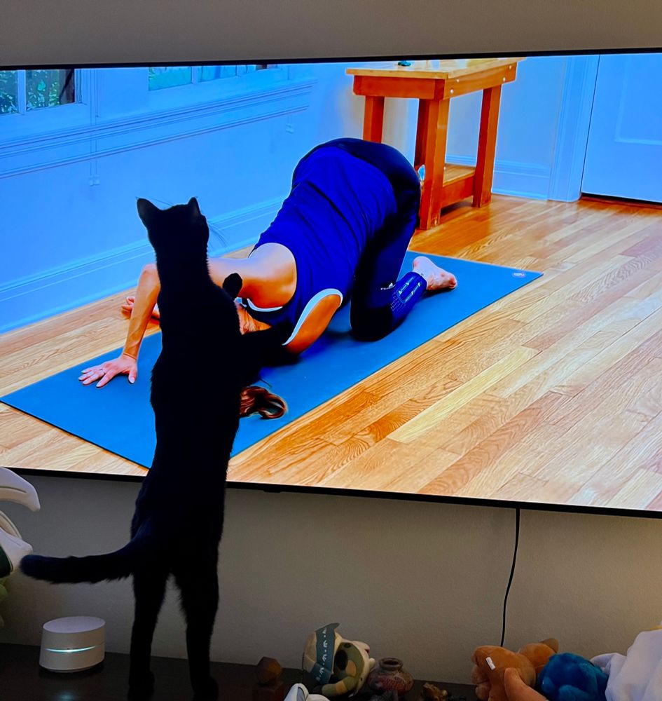 A black cat stands upright against a flat screen tv. On the tv, a woman is doing yoga. The cat is looking at her butt. 