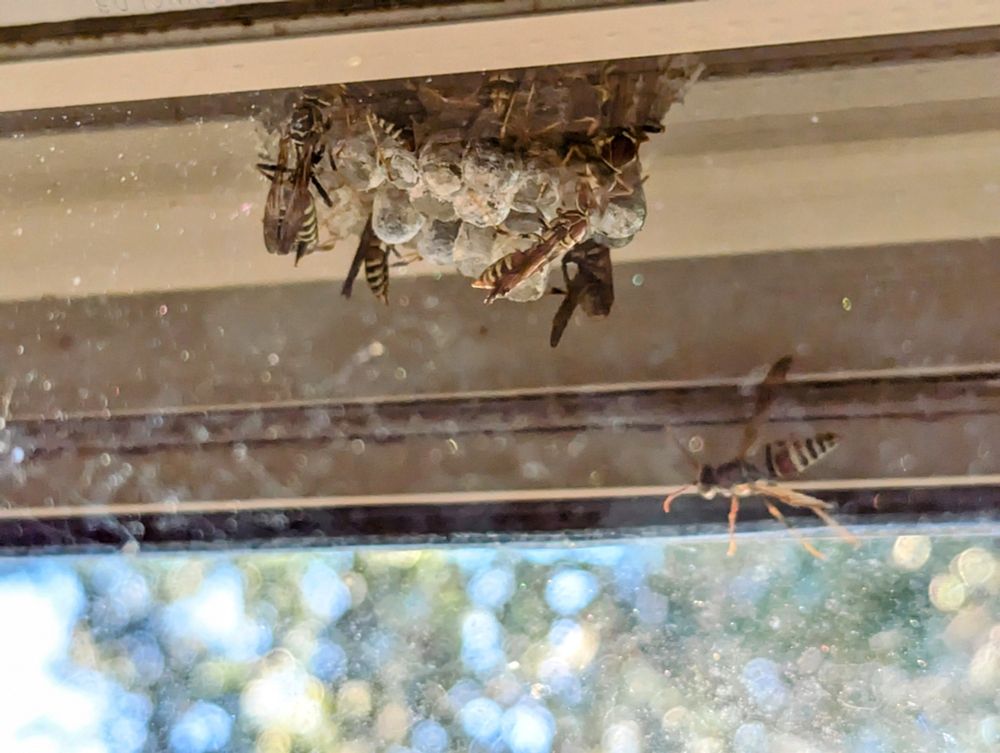 Wasps building a nest between the inner and outer window of a house.