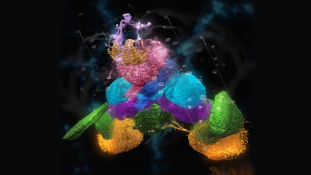 The FlyWire connectome