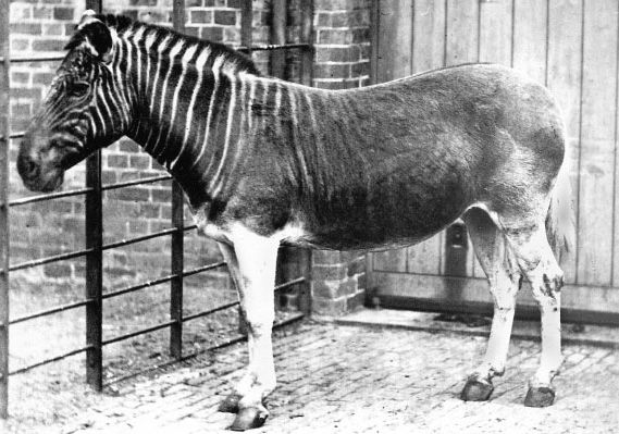 A quagga mare at the London Zoo in 1870. This is the only individual photographed alive. Photo by Frederick York. Source: Biodiversity Heritage Library.