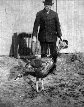 Poultry dealer Horace Vose with a turkey.