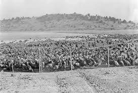 Grasshoppers were destroying crops in Klamath County, Ore., until turkeys came to the rescue in 1933. Photo courtesy of the Klamath County Museum.