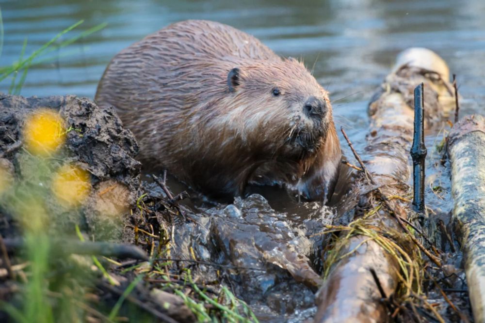 Utilizing high-resolution aerial imagery to map beaver dams and ponds, researchers aim to assist managers in restoring wetlands, boosting biodiversity, and improving water quality.
