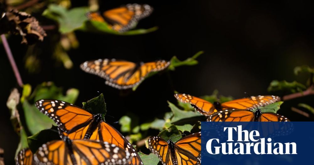 New peer-reviewed research found an average of seven pesticides in each of 10 butterflies tested