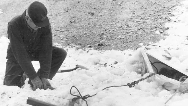 The discovery that cannon nets could be successfully used to trap wild turkeys greatly aided the work of restoring bird numbers. Cannon nets were first used for turkey trapping in 1951 but quickly became a necessary tool for the work. Photo credit: National Wild Turkey Federation.