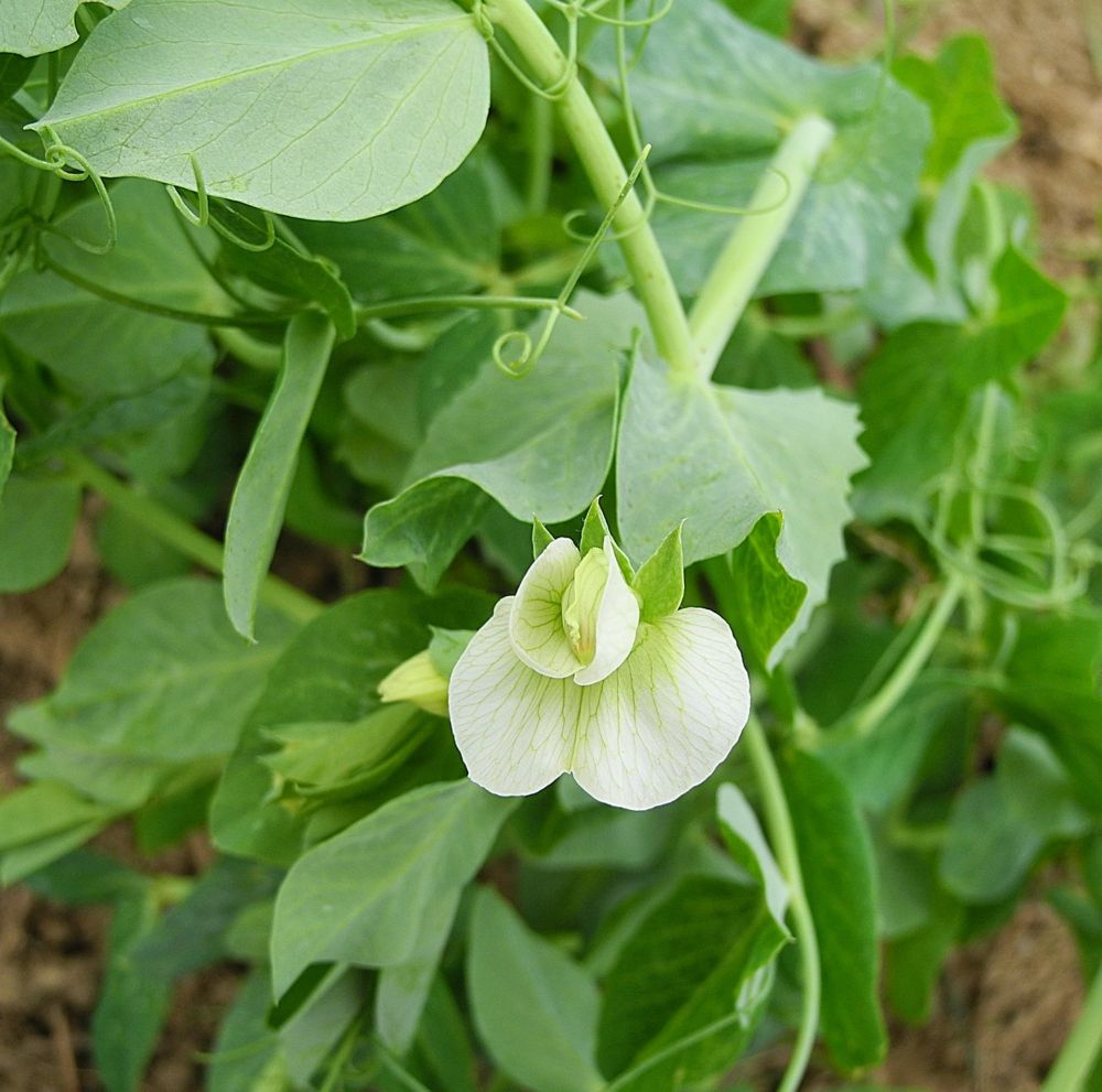 Découvrez le Potentiel Nutritionnel des Pois d'Ang