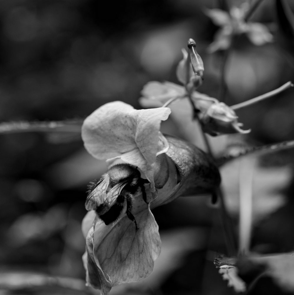 Eine Biene krabbelt in einen Blütenkelch.