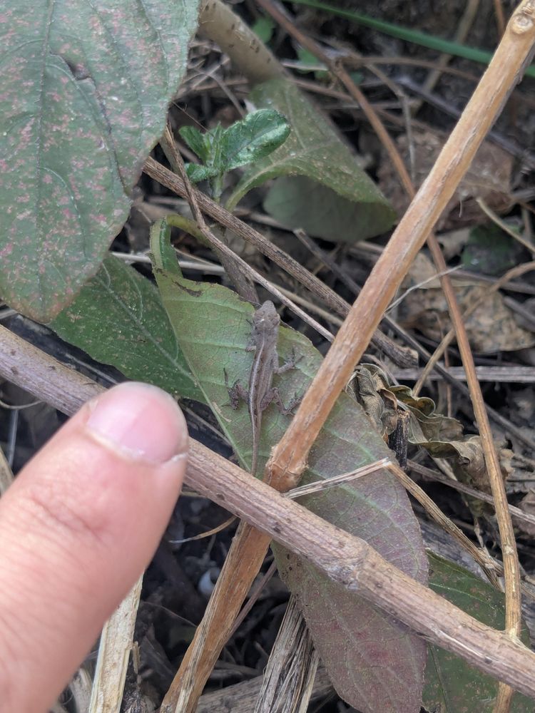 A tiny cute lizard on a leaf with a finger pointing at it